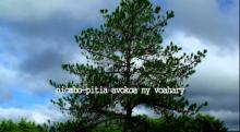 Embedded thumbnail for Paradisa