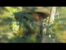 Embedded thumbnail for Iangolao vaitra