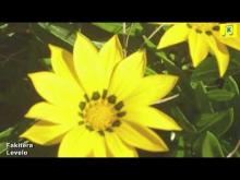 Embedded thumbnail for Fakitera